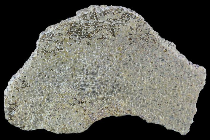 Polished Dinosaur Bone (Gembone) Section - Morocco #107029